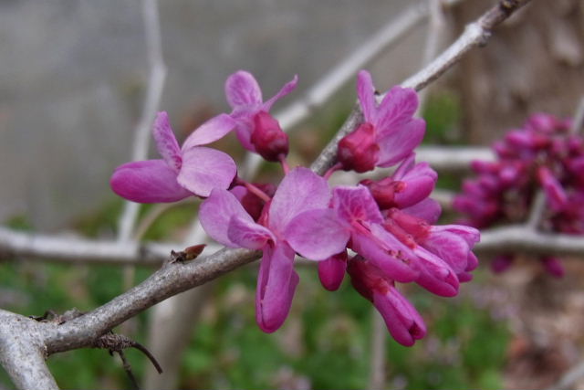 Ｗ６の桜、水仙、コブシ、ハナズオウ、アオキの花_a0030958_23595832.jpg