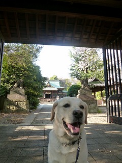 with dog 桜の散歩道を歩いて再び・・・_a0165160_65589.jpg