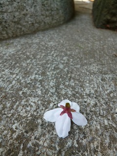 with dog 桜の散歩道を歩いて再び・・・_a0165160_66043.jpg