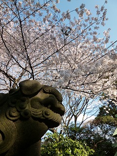 with dog 桜の散歩道を歩いて再び・・・_a0165160_66652.jpg