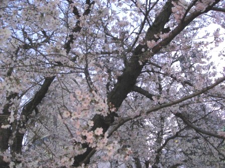 さくら さくら _a0217661_17174676.jpg