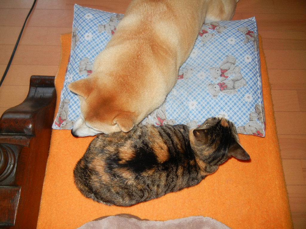 2012年4月7日(土)興津の桜は満開だし、大潮です!_f0060461_17382659.jpg