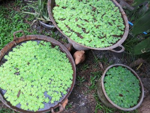 Payaka, Chiang Mai, April_a0252768_13201131.jpg