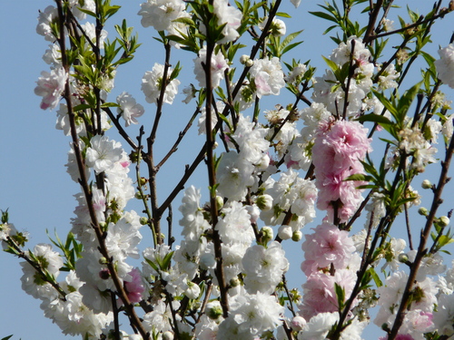 c0205169_7434183.jpg