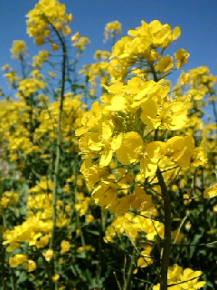 b0081270_12214597.jpg