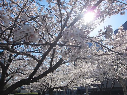 桜満開_b0219170_1119444.jpg