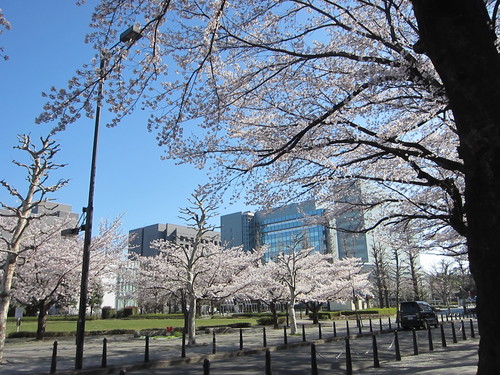 桜満開_b0219170_1120219.jpg
