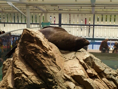 京都水族館_f0142070_12505184.jpg