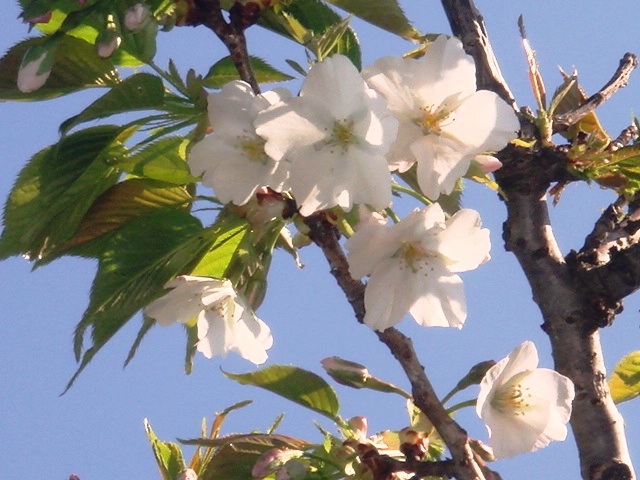 我が家の山桜_a0151071_8471641.jpg