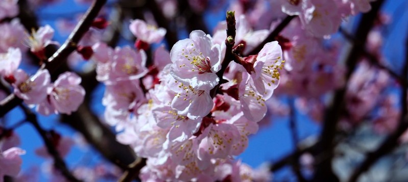 １２年４月７日・日立桜祭り_c0129671_18233241.jpg