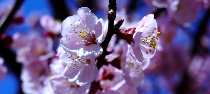 １２年４月７日・日立桜祭り_c0129671_18234381.jpg
