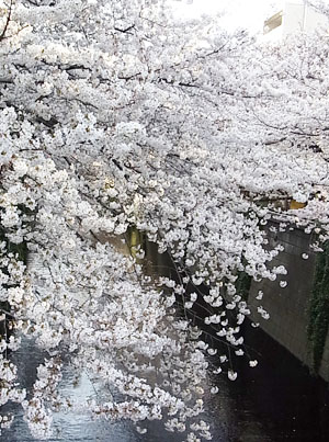 ♪ 桜・桜 ♪_c0161772_2232296.jpg