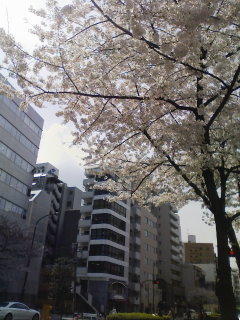 恵比寿　明治通りの桜_f0112873_0383259.jpg