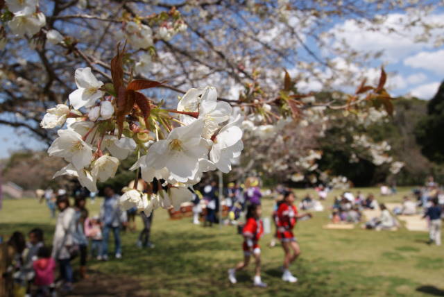 海と桜_a0113874_17113148.jpg