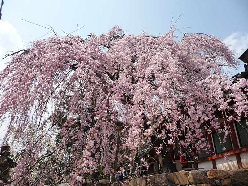 氷室神社のしだれ桜満開_d0042474_20442641.jpg