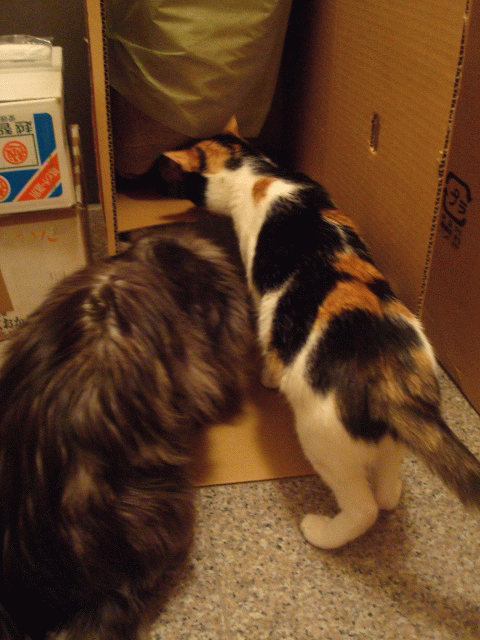 a0135577_22244967.gif