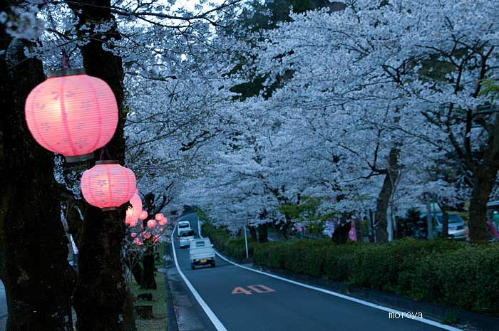 桜祭り_c0085877_695438.jpg