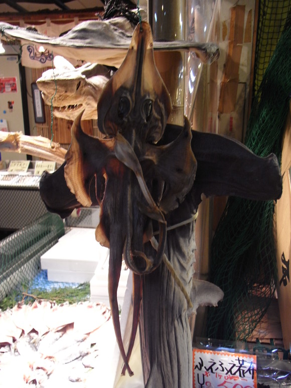 北陸お魚の旅・その5 (サービスエリアの魚たち) 120318~20_c0237483_10311779.jpg