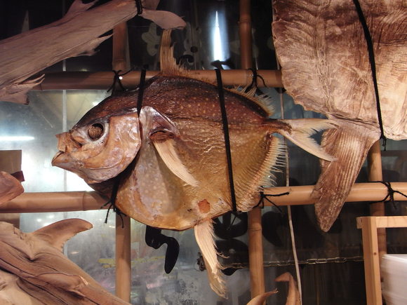 北陸お魚の旅・その5 (サービスエリアの魚たち) 120318~20_c0237483_9592742.jpg