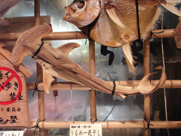 北陸お魚の旅・その5 (サービスエリアの魚たち) 120318~20_c0237483_9595923.jpg