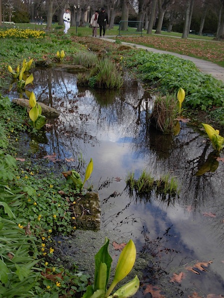 水芭蕉の池_c0229584_081872.jpg