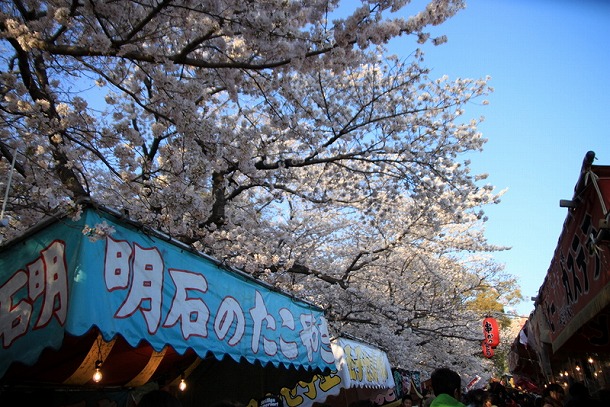 お花見　岡崎公園編_f0238184_21115821.jpg