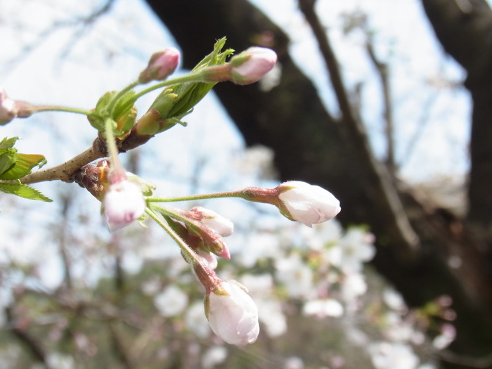 大学病院,急性薬物中毒死に至った患者を検査せず帰宅させたとして提訴される_b0206085_17321044.jpg
