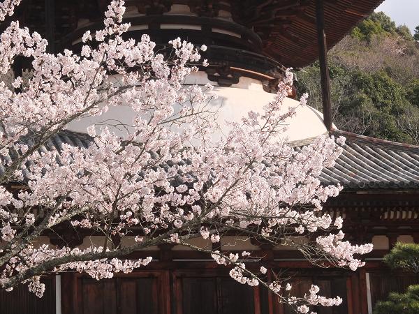 和歌山の桜！　その開花速報であります_c0046587_22101684.jpg