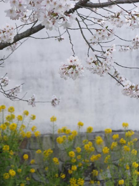 和歌山の桜！　その開花速報であります_c0046587_2210228.jpg