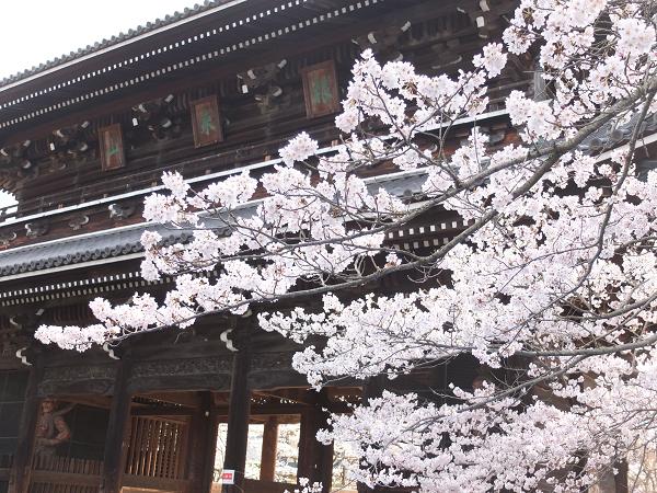 和歌山の桜！　その開花速報であります_c0046587_22102620.jpg