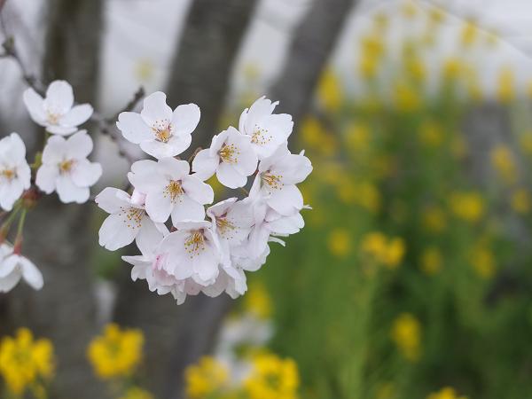 和歌山の桜！　その開花速報であります_c0046587_22103051.jpg