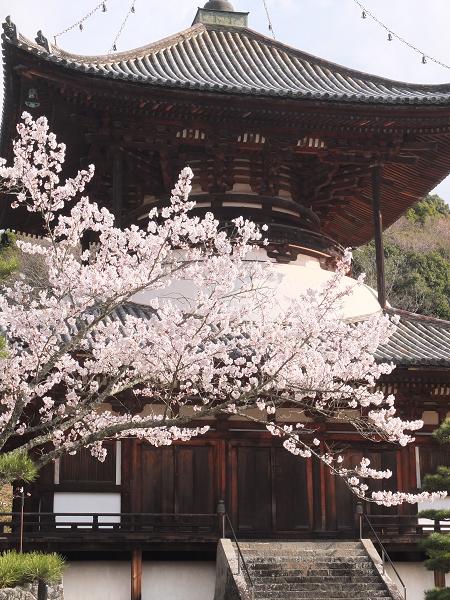 和歌山の桜！　その開花速報であります_c0046587_22103626.jpg