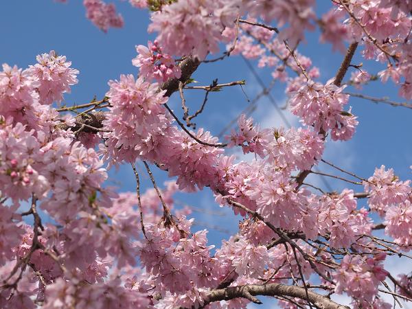 和歌山の桜！　その開花速報であります_c0046587_22105946.jpg