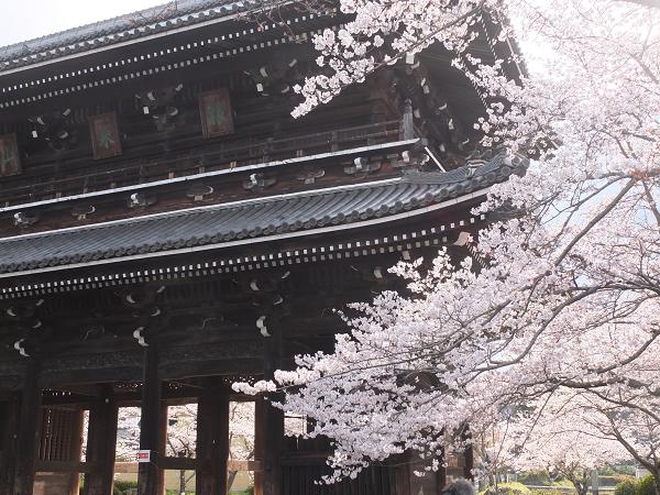 和歌山の桜！　その開花速報であります_c0046587_2210785.jpg