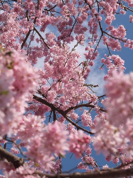 和歌山の桜！　その開花速報であります_c0046587_22111159.jpg