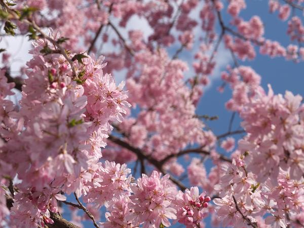 和歌山の桜！　その開花速報であります_c0046587_22111674.jpg