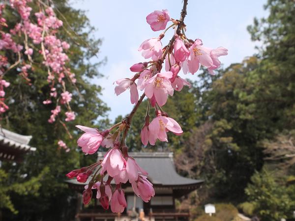 和歌山の桜！　その開花速報であります_c0046587_22112073.jpg