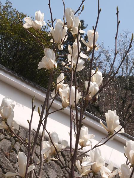 和歌山の桜！　その開花速報であります_c0046587_22112497.jpg