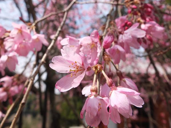 和歌山の桜！　その開花速報であります_c0046587_22112855.jpg