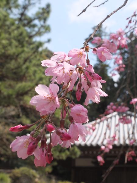 和歌山の桜！　その開花速報であります_c0046587_22113371.jpg