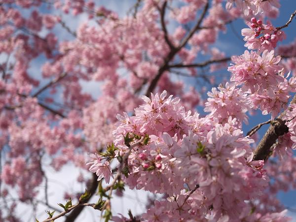 和歌山の桜！　その開花速報であります_c0046587_2211361.jpg