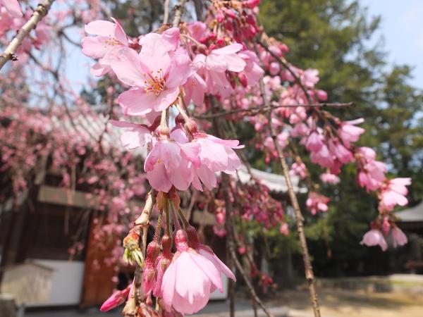 和歌山の桜！　その開花速報であります_c0046587_22113880.jpg