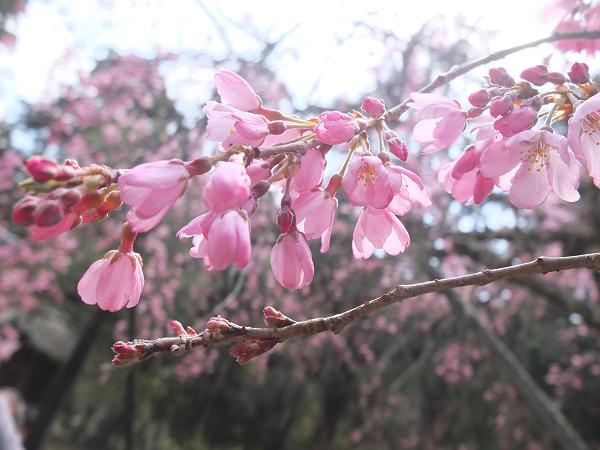 和歌山の桜！　その開花速報であります_c0046587_2211521.jpg