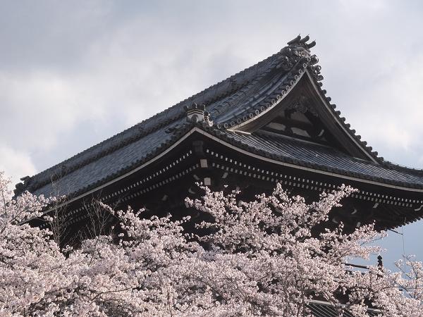 和歌山の桜！　その開花速報であります_c0046587_2281745.jpg