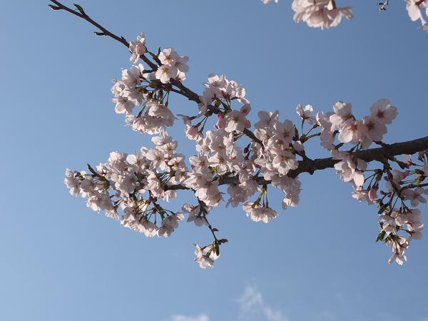 和歌山の桜！　その開花速報であります_c0046587_228221.jpg