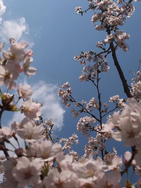 和歌山の桜！　その開花速報であります_c0046587_2283253.jpg