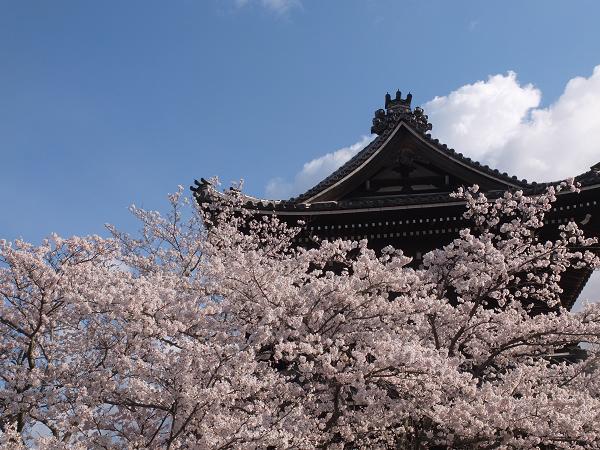 和歌山の桜！　その開花速報であります_c0046587_2283748.jpg