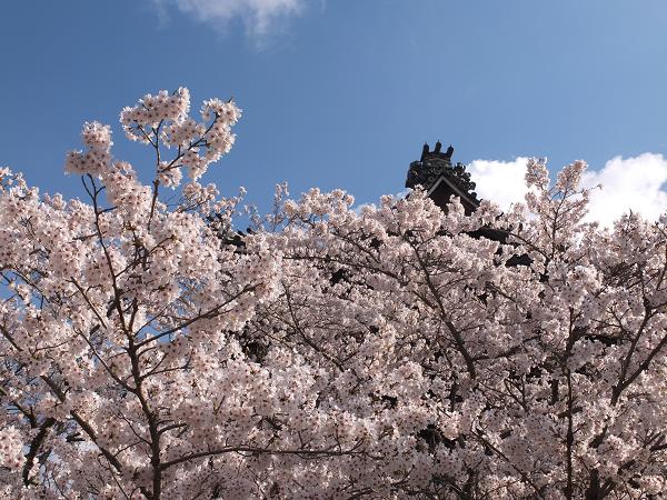 和歌山の桜！　その開花速報であります_c0046587_2284131.jpg