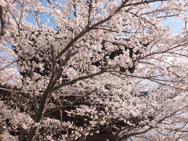 和歌山の桜！　その開花速報であります_c0046587_2284577.jpg