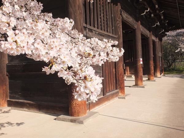 和歌山の桜！　その開花速報であります_c0046587_2285417.jpg